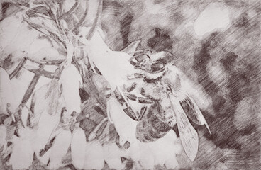 Bee pollinating a flower. Charcoal or graphite drawing