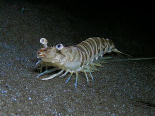 Shrimp from Cyprus at night