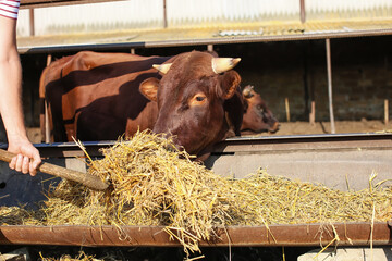 Adult cow eating hay in paddock on farm