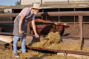 Male mature worker near paddock with cow on farm