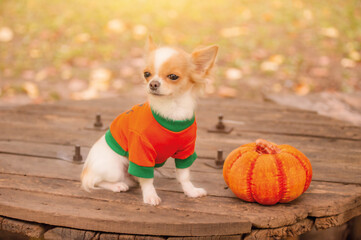 Pet and pumpkin, Halloween. The dog is a white and red long-haired chihuahua in orange clothes.