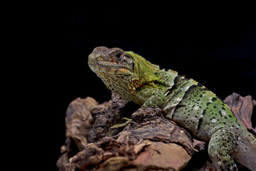 Black spiney_tailed iguana on a tree