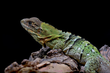 Black spiney_tailed iguana on a tree