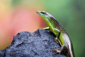 Olive tree skink on a rock