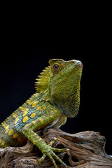 Forest dragon lizard in black background (Gonocephalus chamaeleontinus Chameleon )