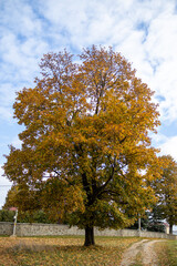 a large maple tree with yellowed leaves