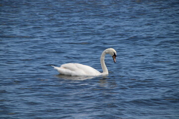 Cygnus swims in the water