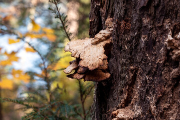 Mushrooms flowering from a large tree with bark and fall colors in the background. Algonquin Provincial Park, Ontario, Canada.
