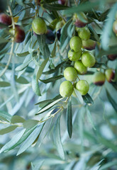 Green olives branch in closeup