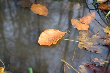 Jesienny liść w kałuży  - obrazy, fototapety, plakaty