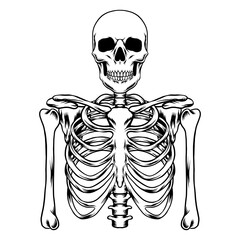 human skull on black