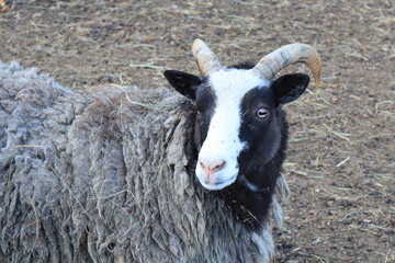 Saint Jacob's sheeps - ancient and rare breed	