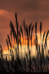 Obraz premium ススキ