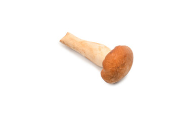 Raw honey mushroom isolated on a white background.