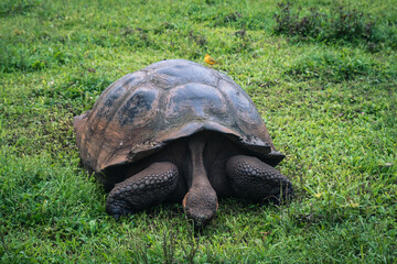 Galapagos giant tortoise feeding on vegetation with yellow warbler sitting on its shell 