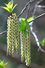 ブドウのように垂れ下がり咲く