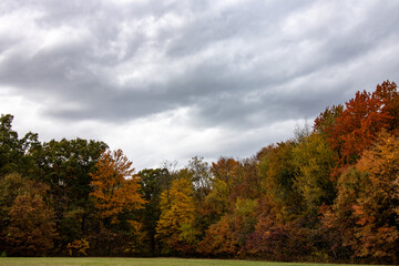 autumn trees in the forest