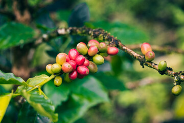 Coffee beans ripening on an organic coffee farm