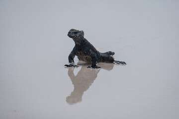 Galapagos marine iguana walking across the beach