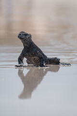 Galapagos marine iguana walking across the beach