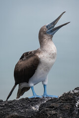 Blue footed booby on the Galapagos Islands