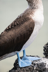 Blue footed booby on the Galapagos Islands