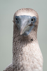 Blue footed booby on the Galapagos Islands