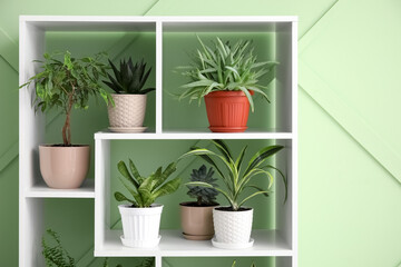 Shelving unit with different houseplants near green wall