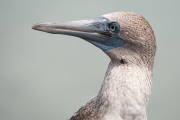 Blue footed booby on the Galapagos Islands