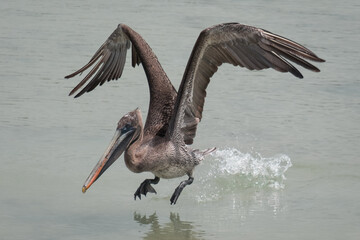 Brown Pelican taking off from the sea