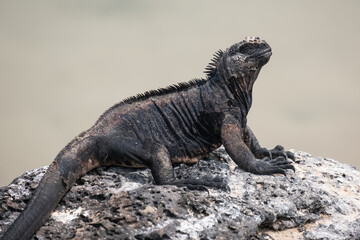 Galapagos marine iguana sunbathing on a rock