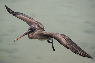 Brown pelican flying above the sea