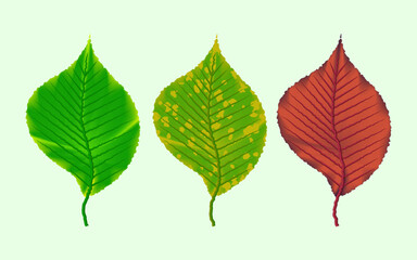 Set of summer and autumn aspen leaves