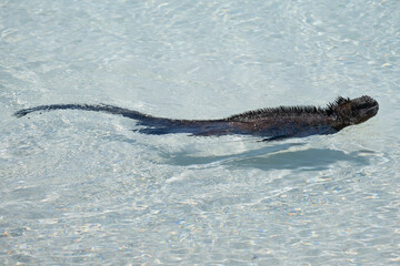 Galapagos marine iguana swimming through clear water