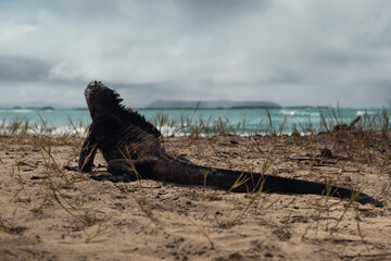 Galapagos marine iguana sunbathing on the beach looking out to the ocean