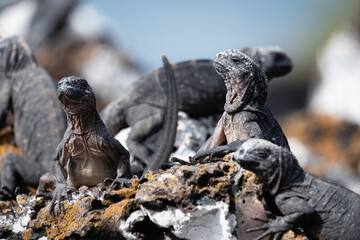 Group of Galapagos marine iguanas sunbathing on the rocks