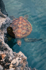 Green turtle with a colourful shell swims in the water