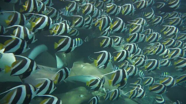 A school of banner fish over a coral reef. Marine Aquarium