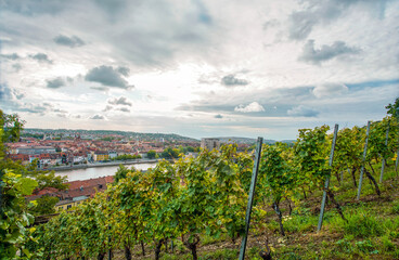Fototapeta na wymiar Vineyards in the foreground and Würzburg (Bavarian city) - amazing scenery of the Maine River in September