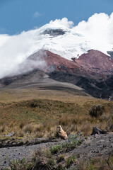 Cotopaxi volcano, with the Inca's bird (Curiquinge) sitting infront