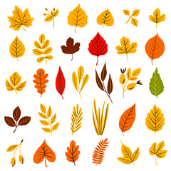 Autumn leaves collection. Colorful silhouette falling foliage and berries set. Maple, birch, rowan, oak leaf. Hand drawn vector illustration. 