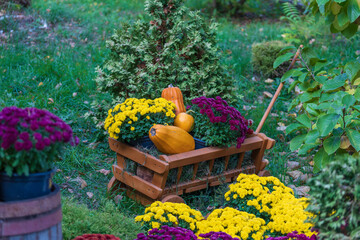 Fototapeta na wymiar Wooden cart with autumn flowers and pumpkins in garden, close up. Landscape design in the country style for fall season