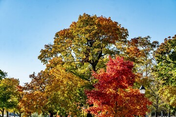 Fototapeta premium Beautiful Midwestern Fall Foliage Under Clear Skies