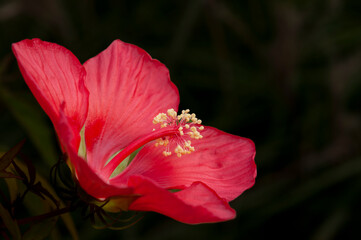 Red hibiscus flower isolated on dark background