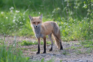 Red Fox back lit by early morning light. Left uncropped.