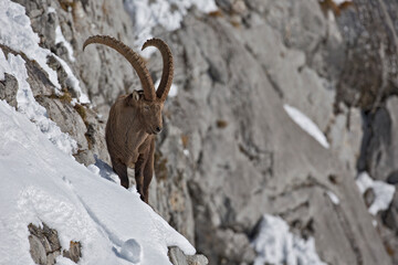 Bouquetin des Alpes (Capra ibex) mâle en hiver évoluant dans un abrupt. Alpes. France