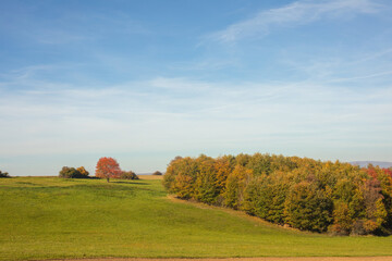 Fototapeta premium Green meadow on a sunny day in autumn.Colorful trees in background.