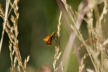 butterfly on the grass