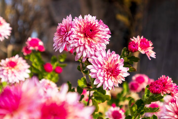 Green flower garden with light pink and dark pink flowers