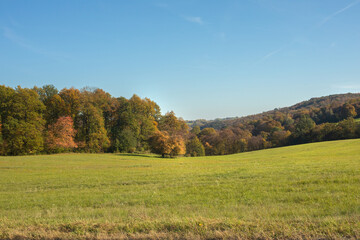 Green meadow on a sunny day in autumn.Colorful trees in background.